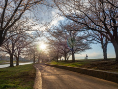 桜サイクリング