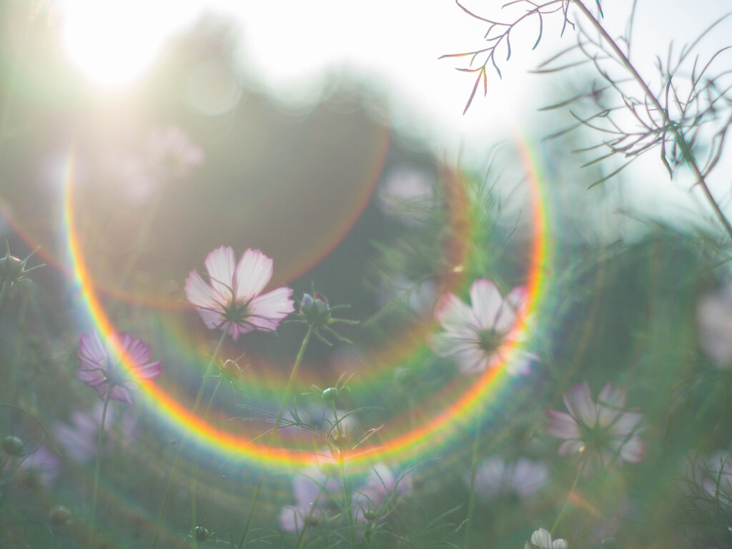 虹を手にして