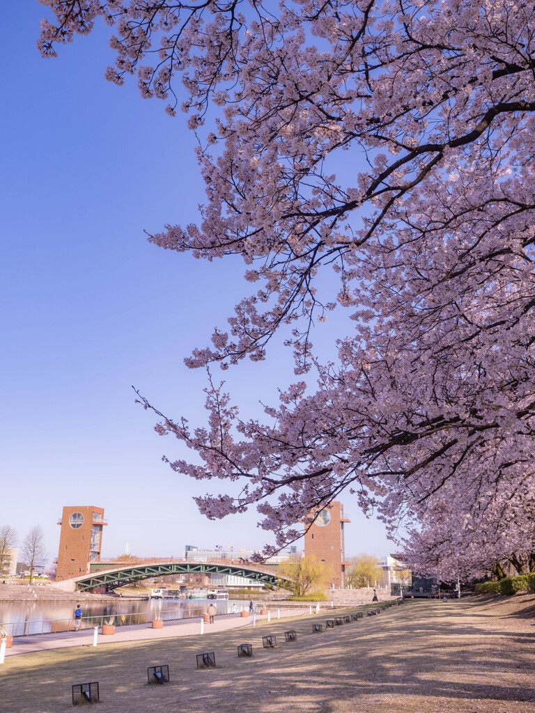 富岩運河環水公園と桜