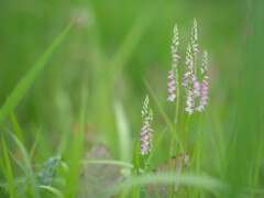 Spiranthes sinensis var. amoena