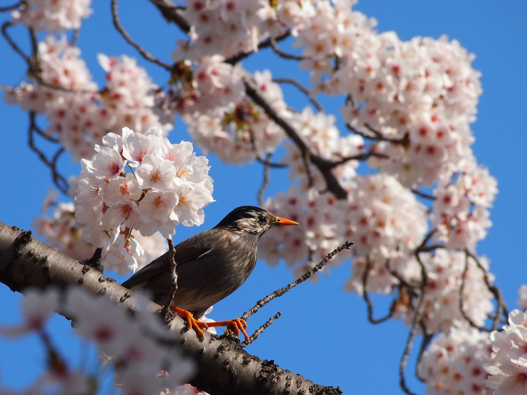 桜と何鳥？