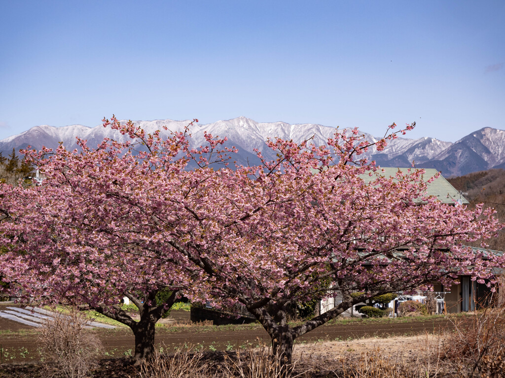 里山の春