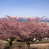 里山の春