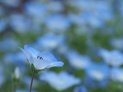 水色花