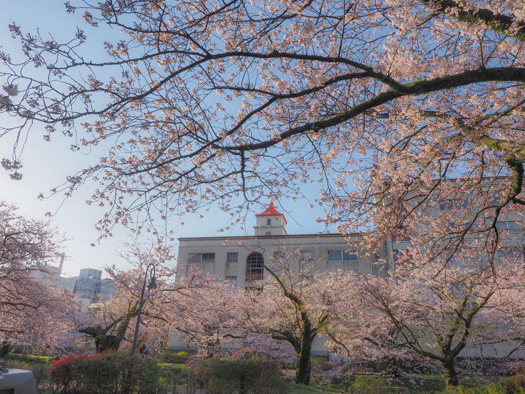 松川の桜と塔のある建物