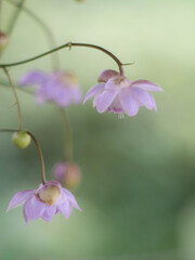 蓮華升麻