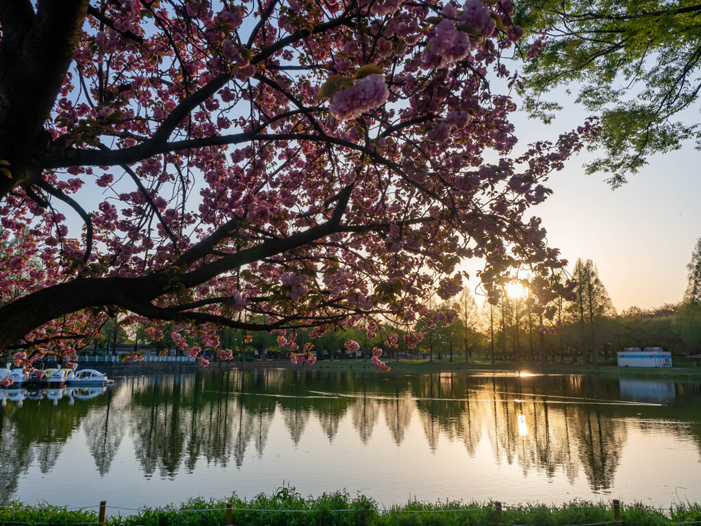 夕陽と八重桜