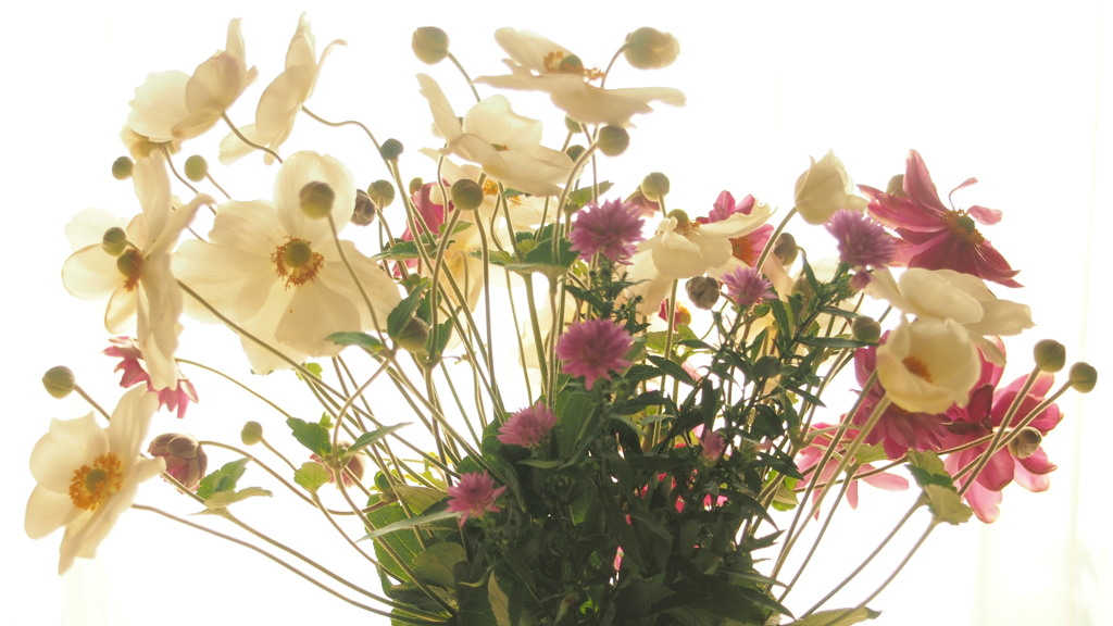秋を感じる花を秋の光に透かす