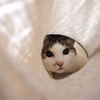 トンネル猫
