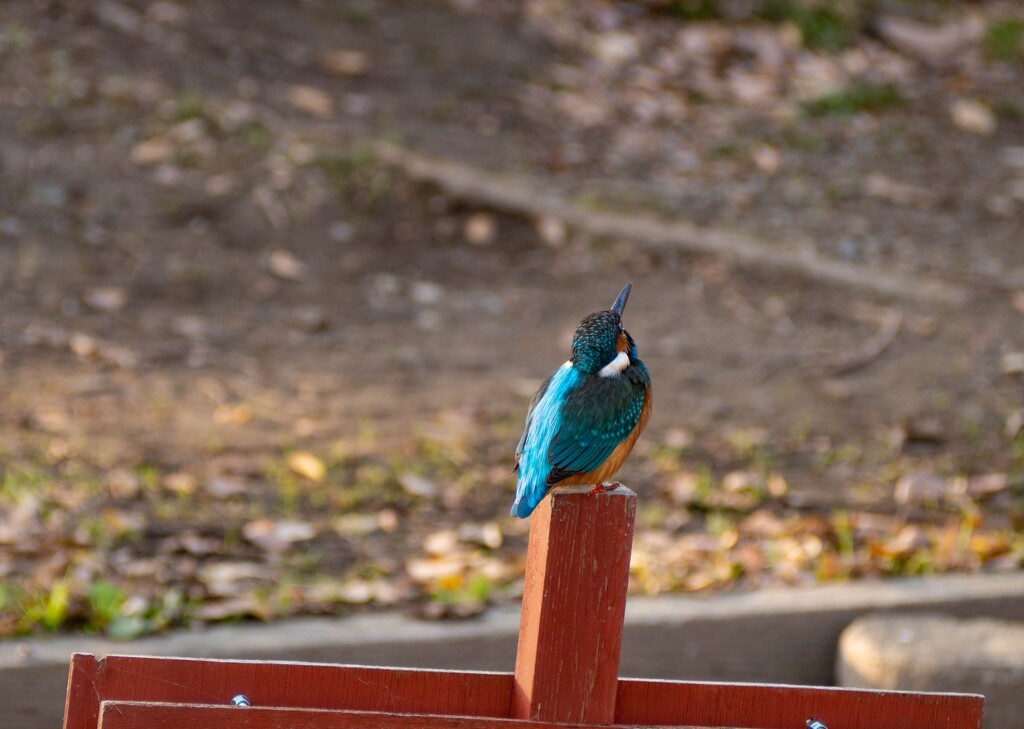 瑠璃の鳥の背にのって