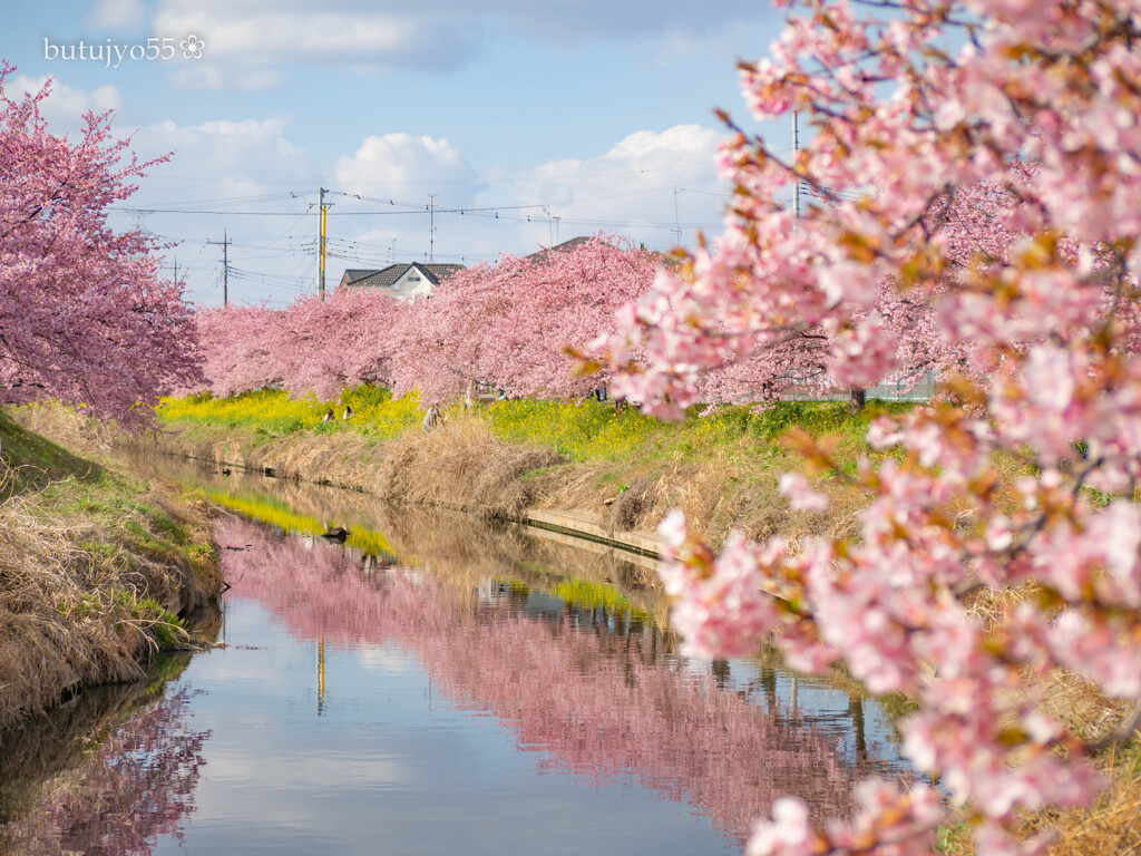 青毛堀川河津桜