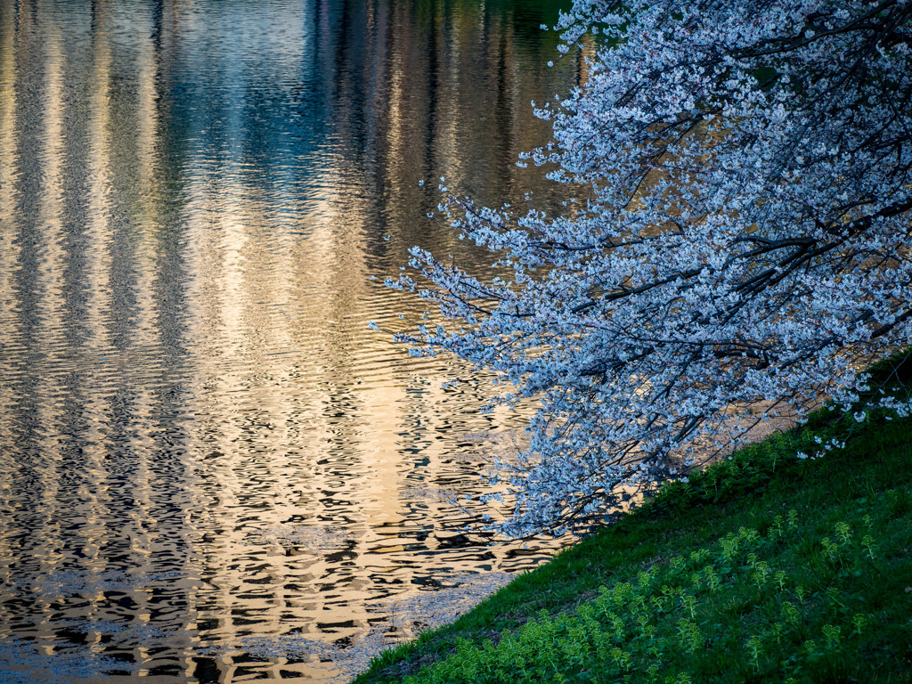 お堀桜景