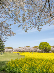 満天の桜と