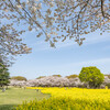 満天の桜と