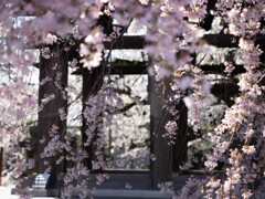 枝垂れ桜