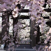 枝垂れ桜