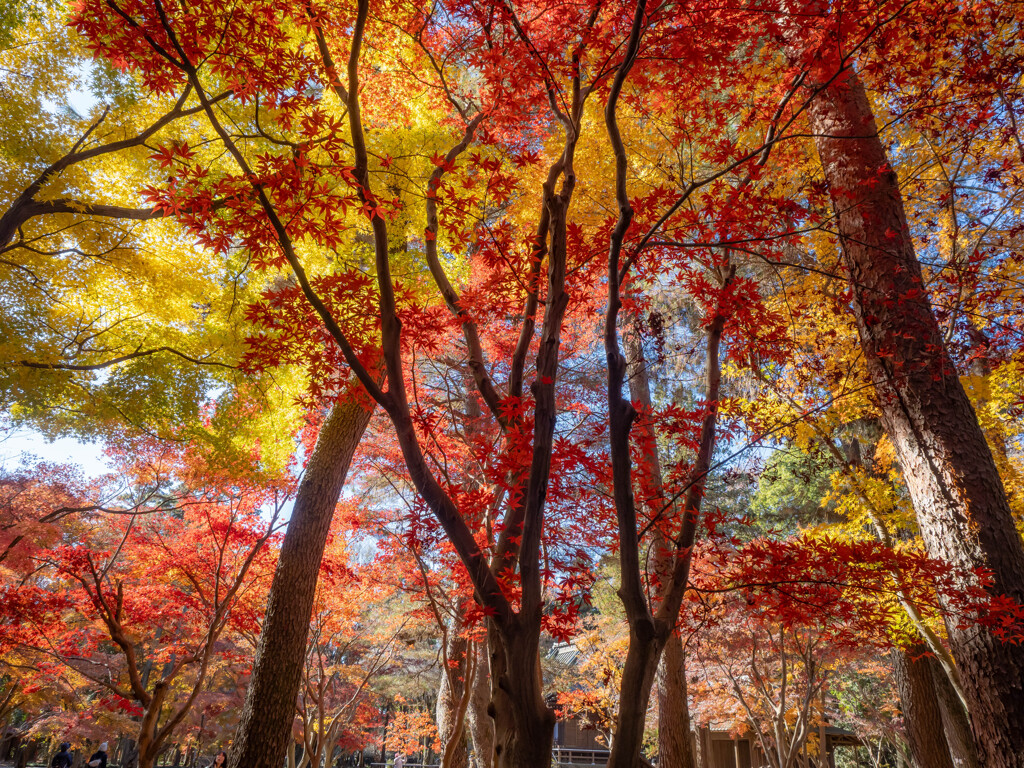 今年最後の紅葉