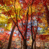 今年最後の紅葉