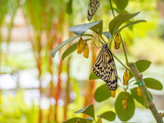 オオゴマダラと黄金のサナギ