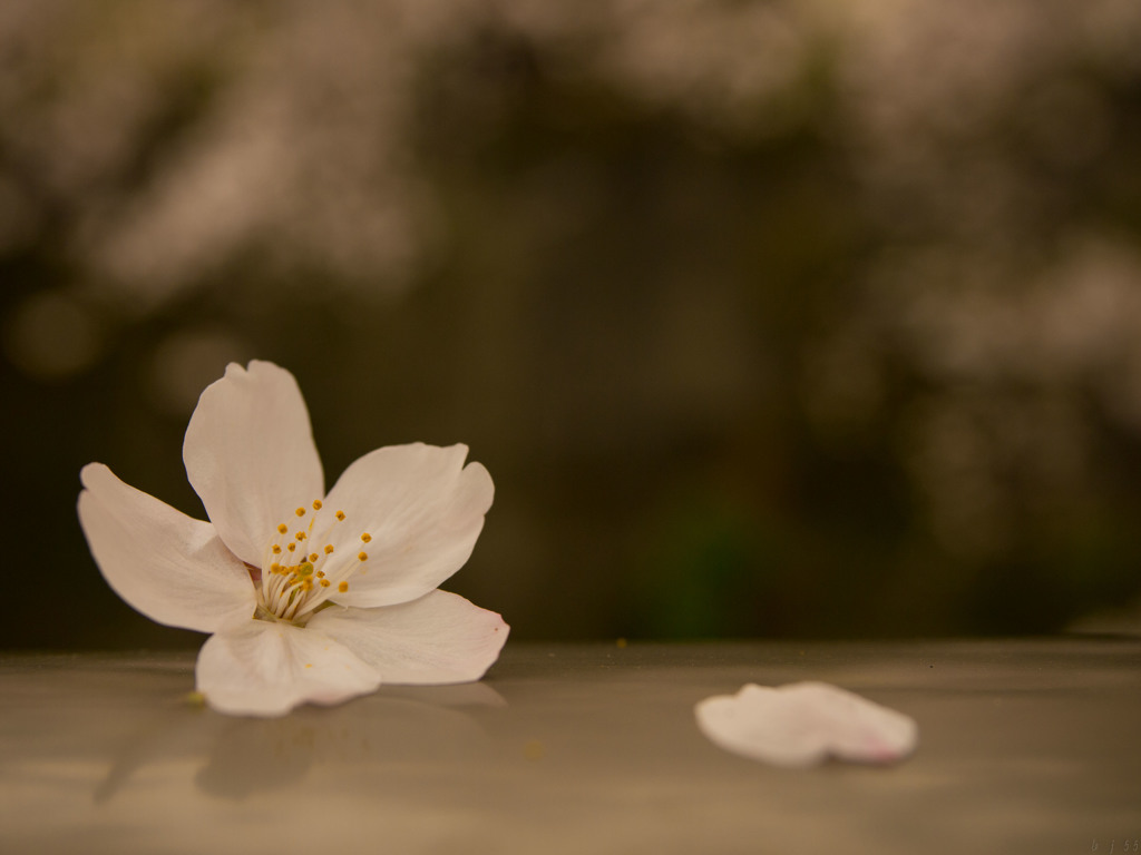 桜雨