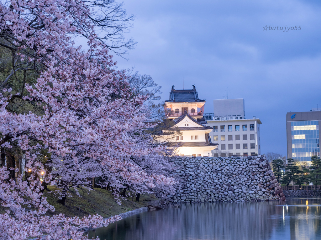 富山城址の宵桜