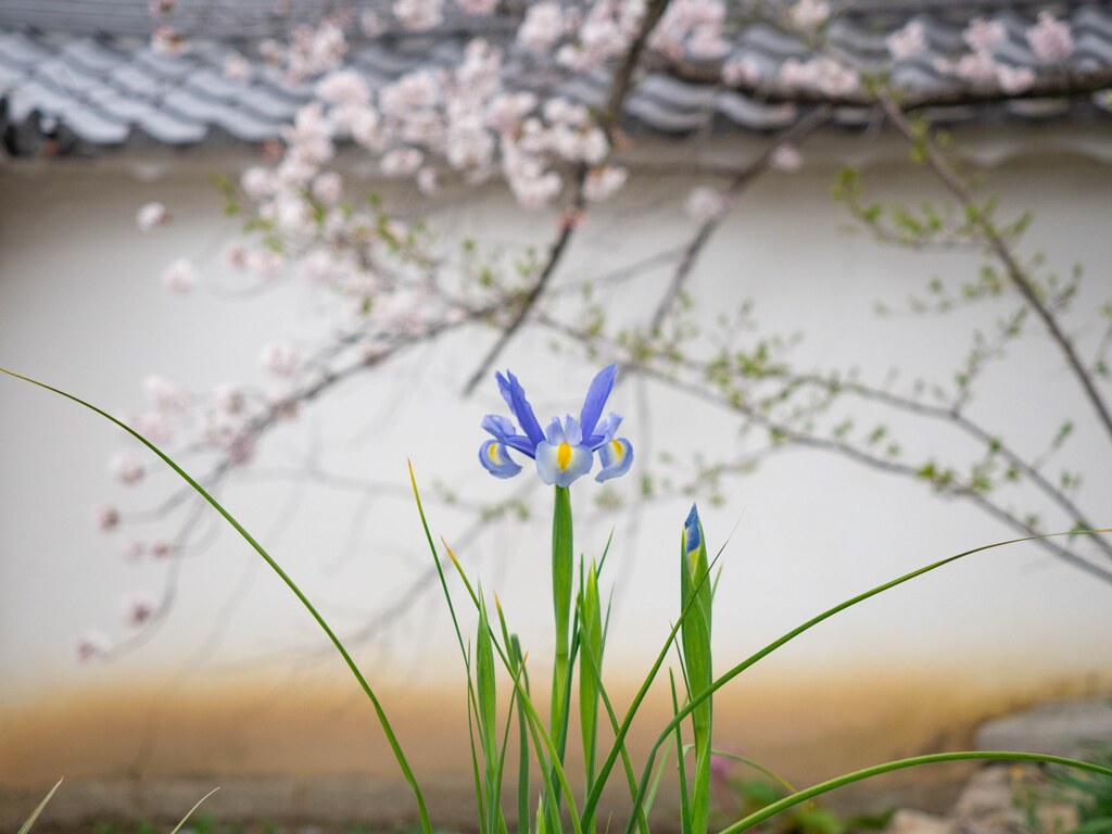 春か初夏か