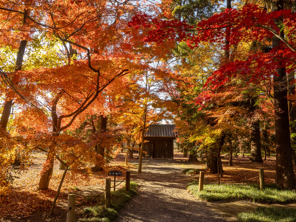 平林寺のモミジ