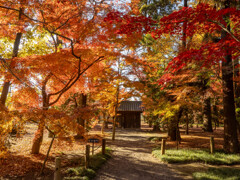 平林寺のモミジ