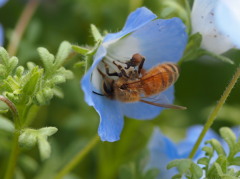 ネモフィラ蜜蜂