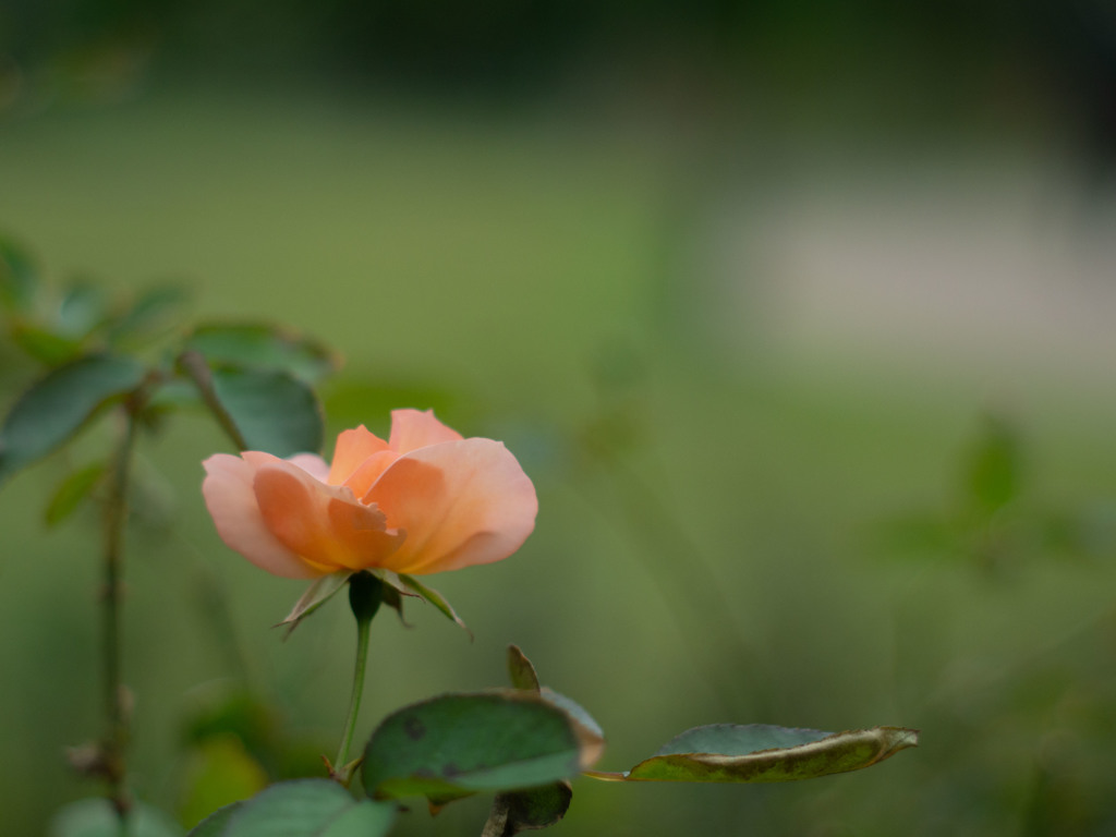 横浜秋薔薇