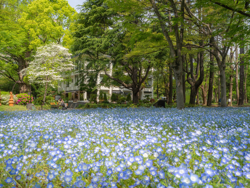 初夏の高原