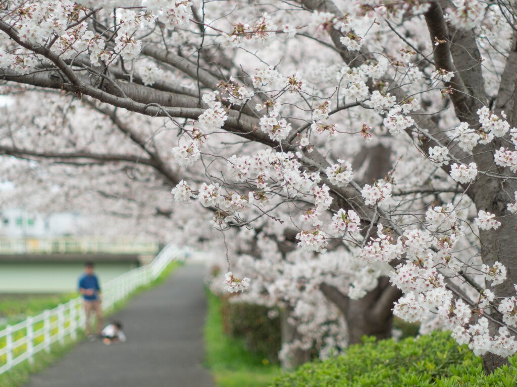 君と桜と