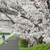 君と桜と