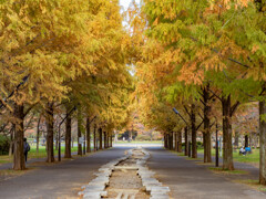 メタセコイア並木道