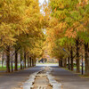 メタセコイア並木道