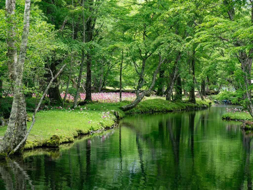 水辺の花園～千手ヶ浜のクリンソウ③～