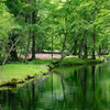 水辺の花園～千手ヶ浜のクリンソウ③～