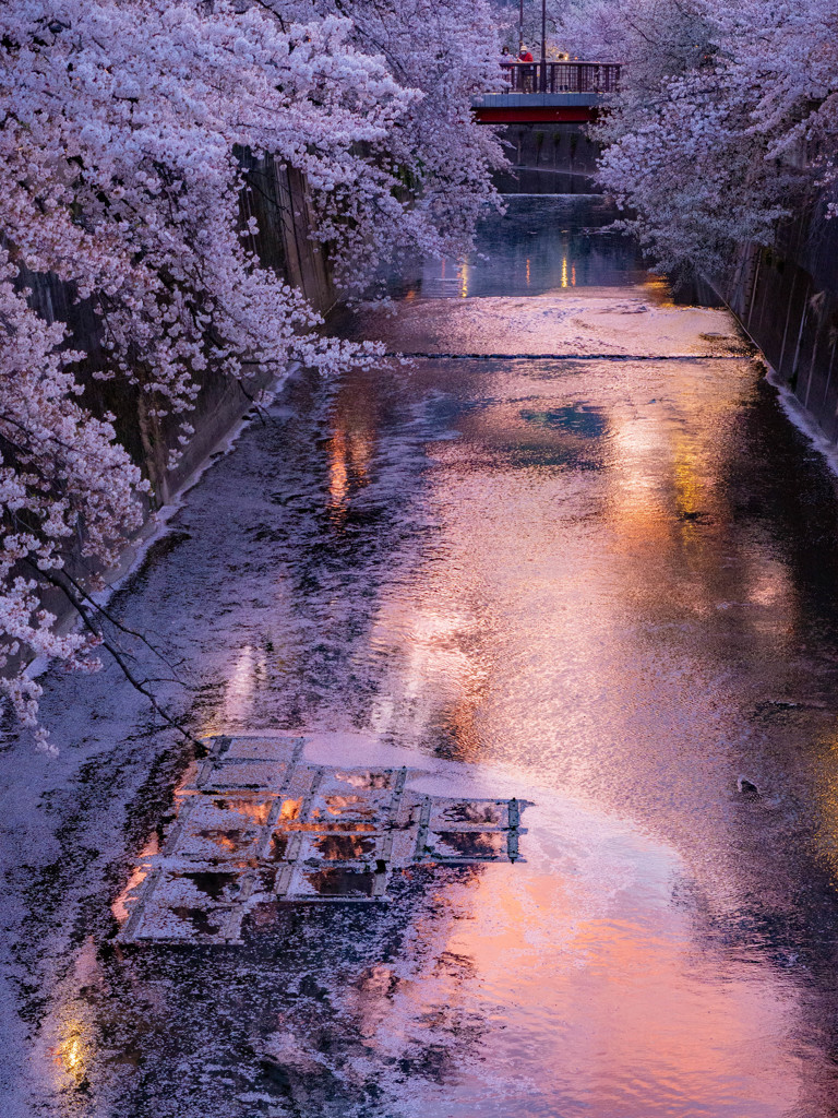 石神井川の夕暮れ