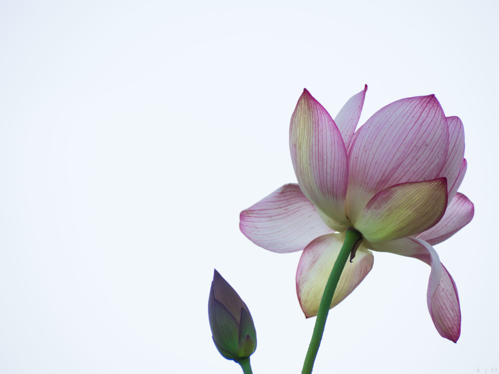 蓮花