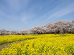 桜につづく道