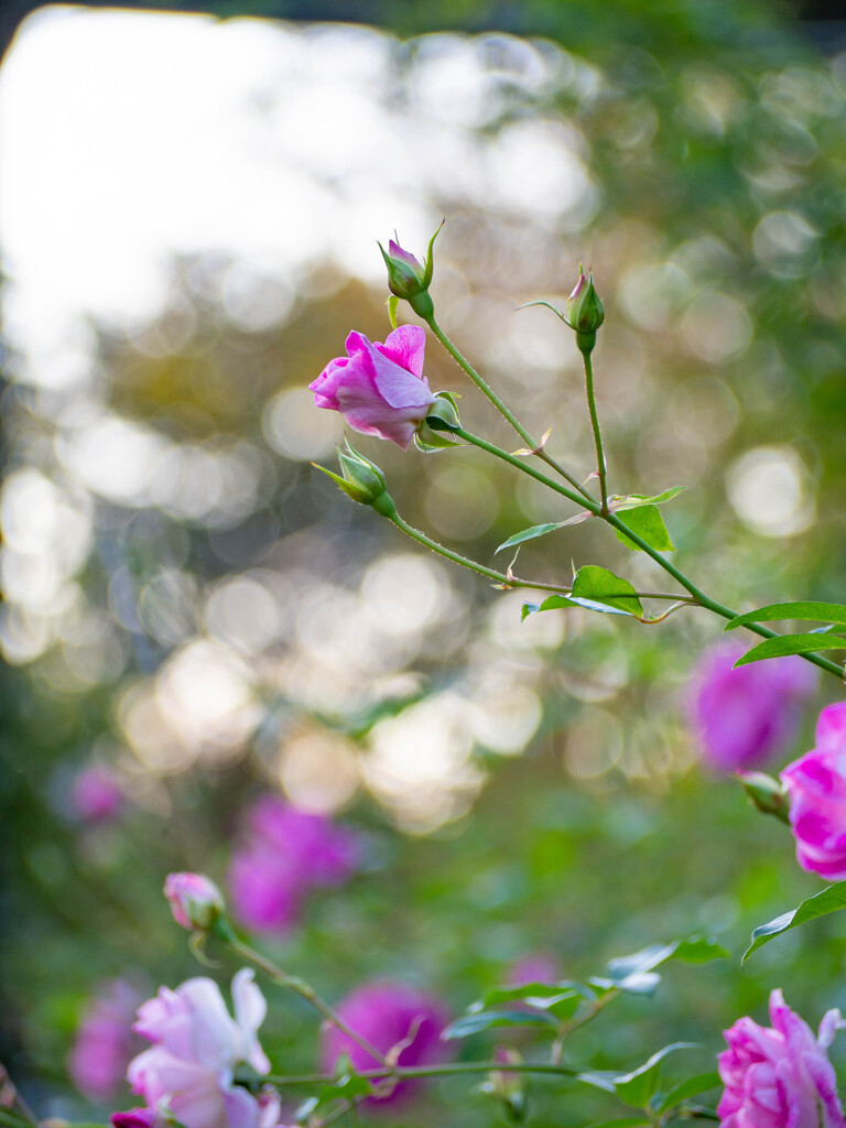 薔薇の思い