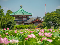 蓮と弁天堂