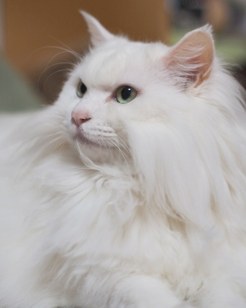 猫の日