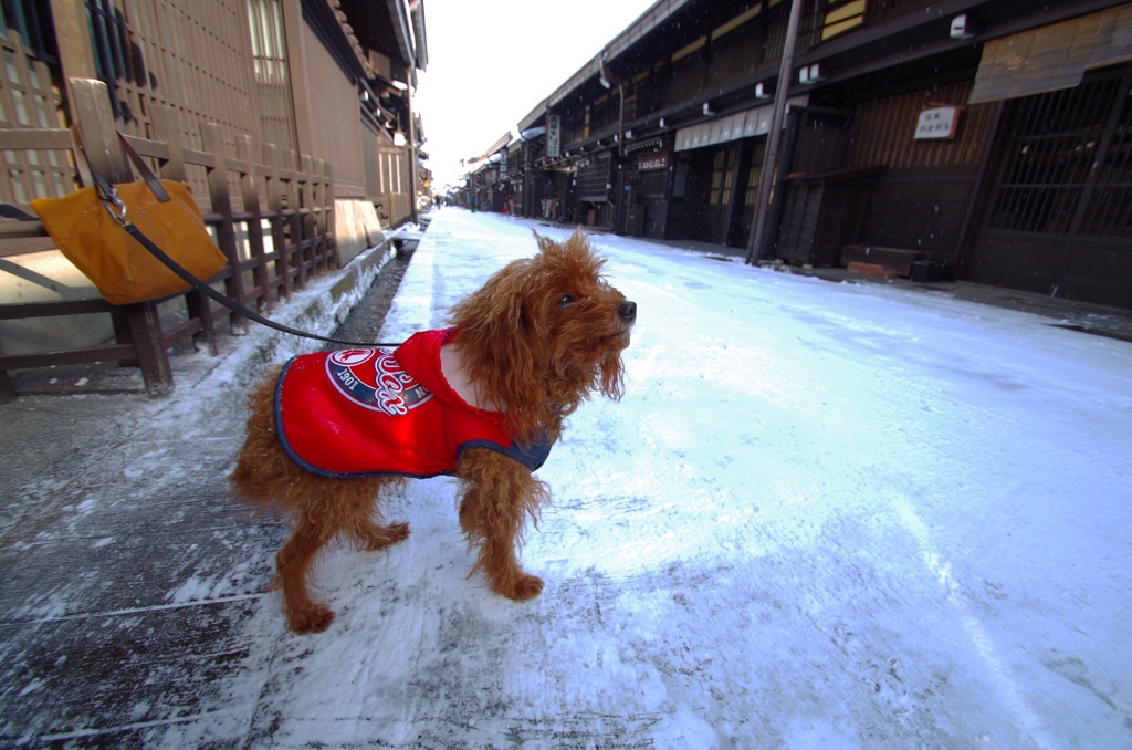 高山市  古い町並み