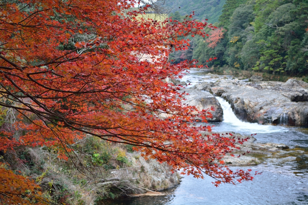 紅葉