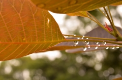 雨