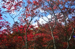 茶臼山③