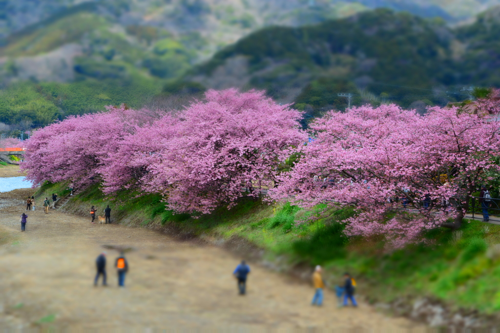 河津桜