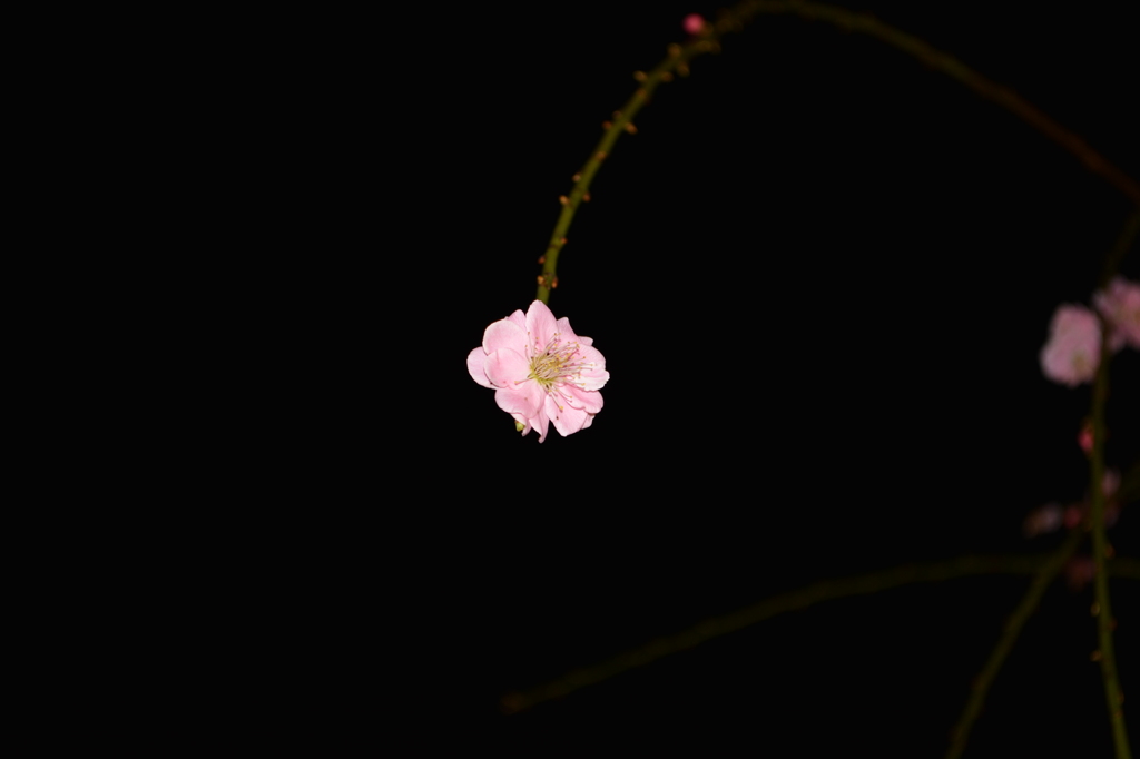 梅の花