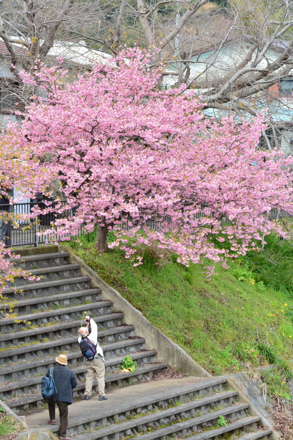 河津桜